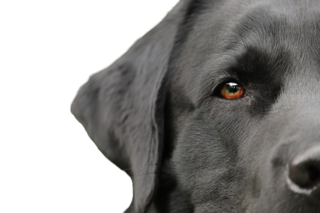 hond