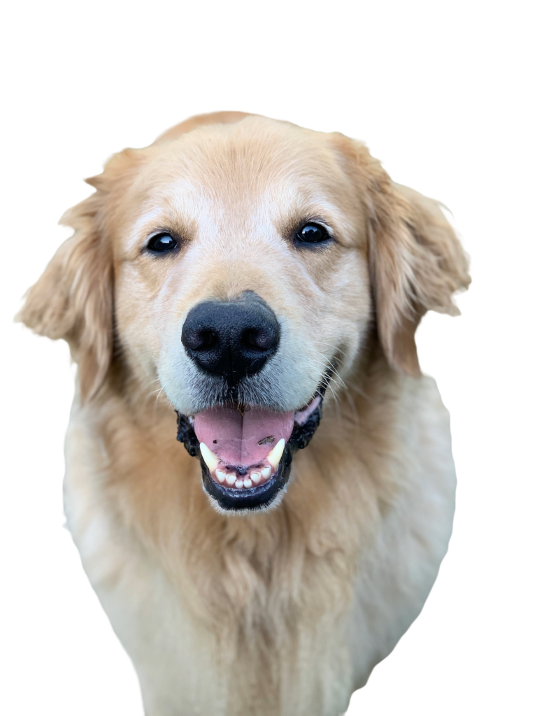 hond