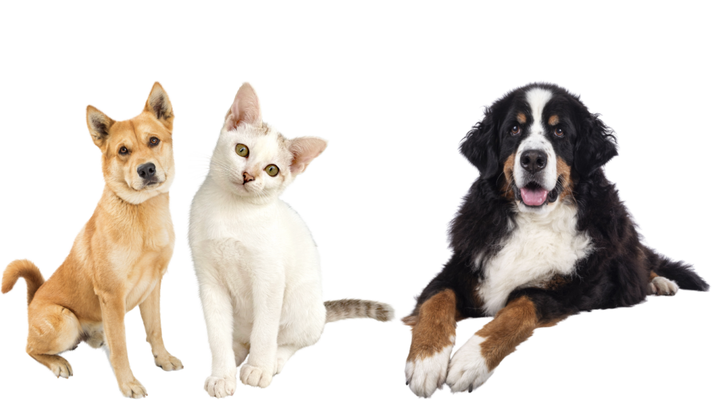 honden en katten
