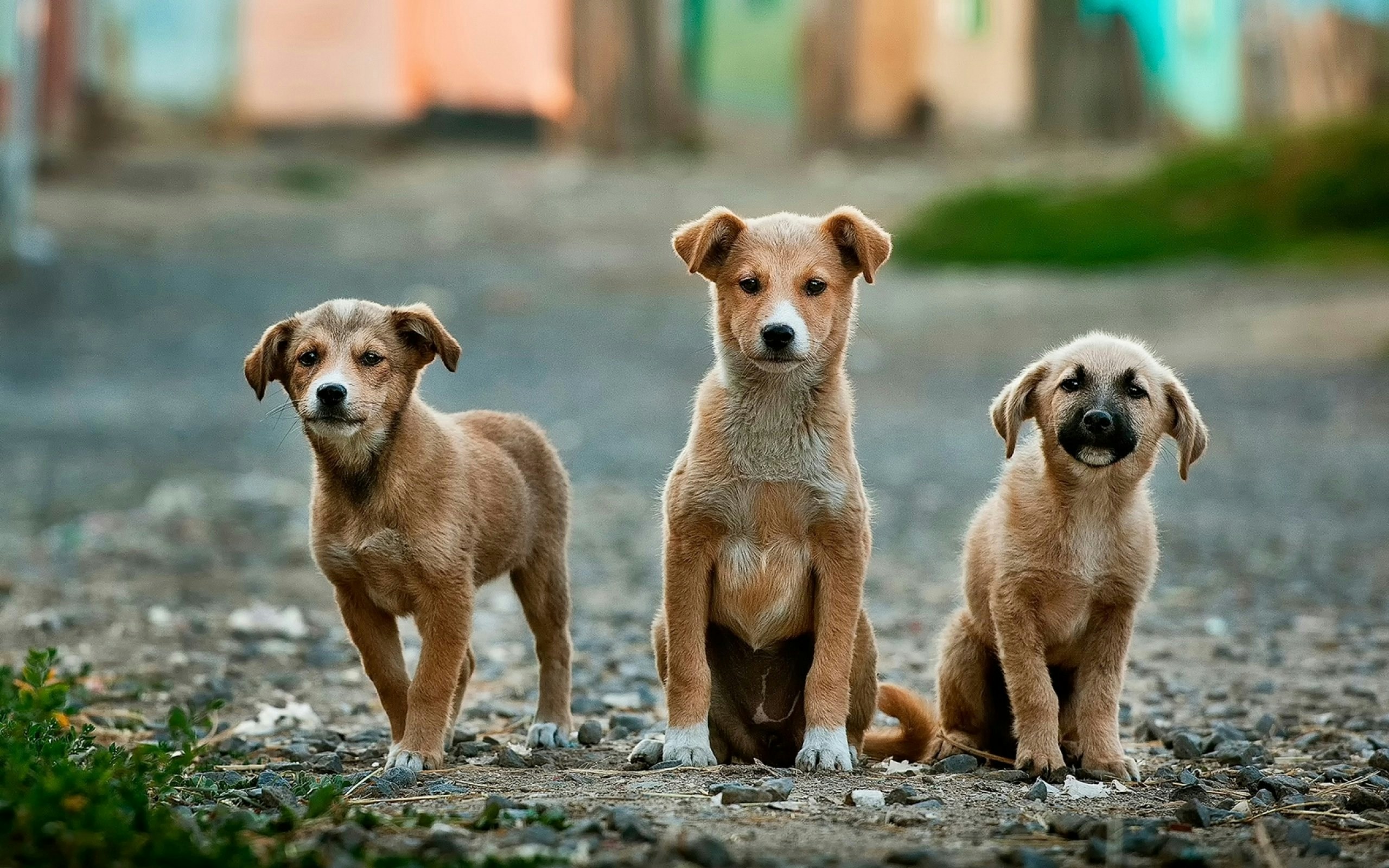 honden