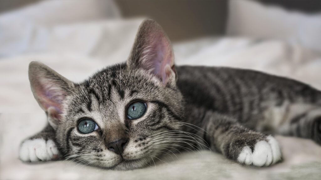 kat